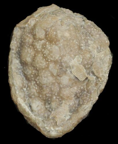 Cystoid (Holocystites) Fossil - Indiana #62020